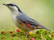 Bird Body Composition