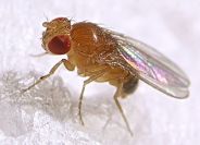 Fruit Fly Body Composition
