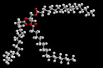 Triglyceride Molecule