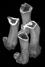 Scan of isolated bones taken by LaTheta