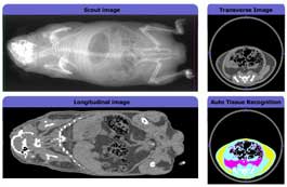 Images of a guinea pig taken by LaTheta